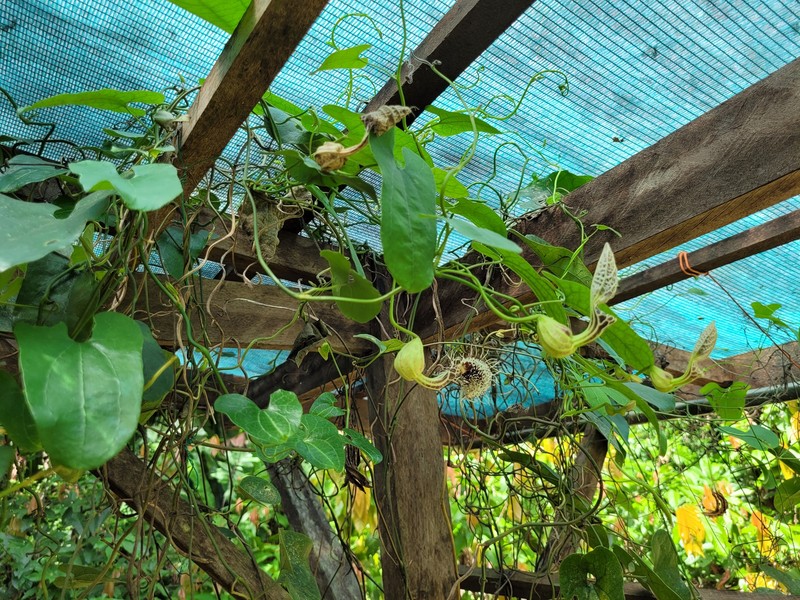 Aristolochia surinamensis photo 6