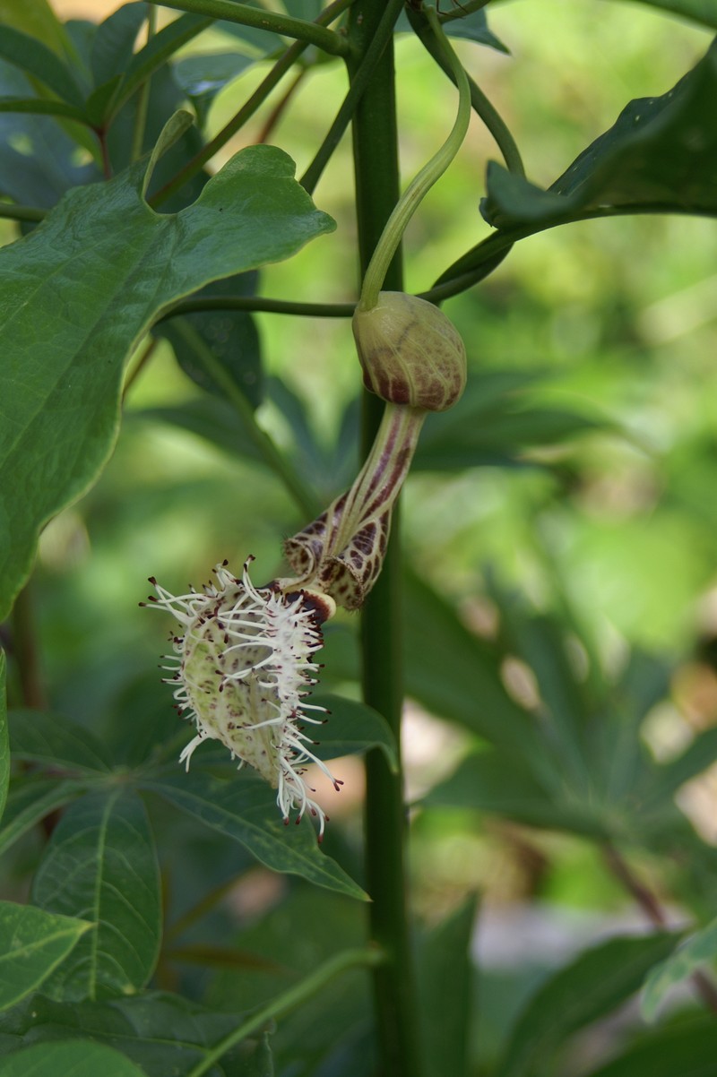 Aristolochia surinamensis photo 8