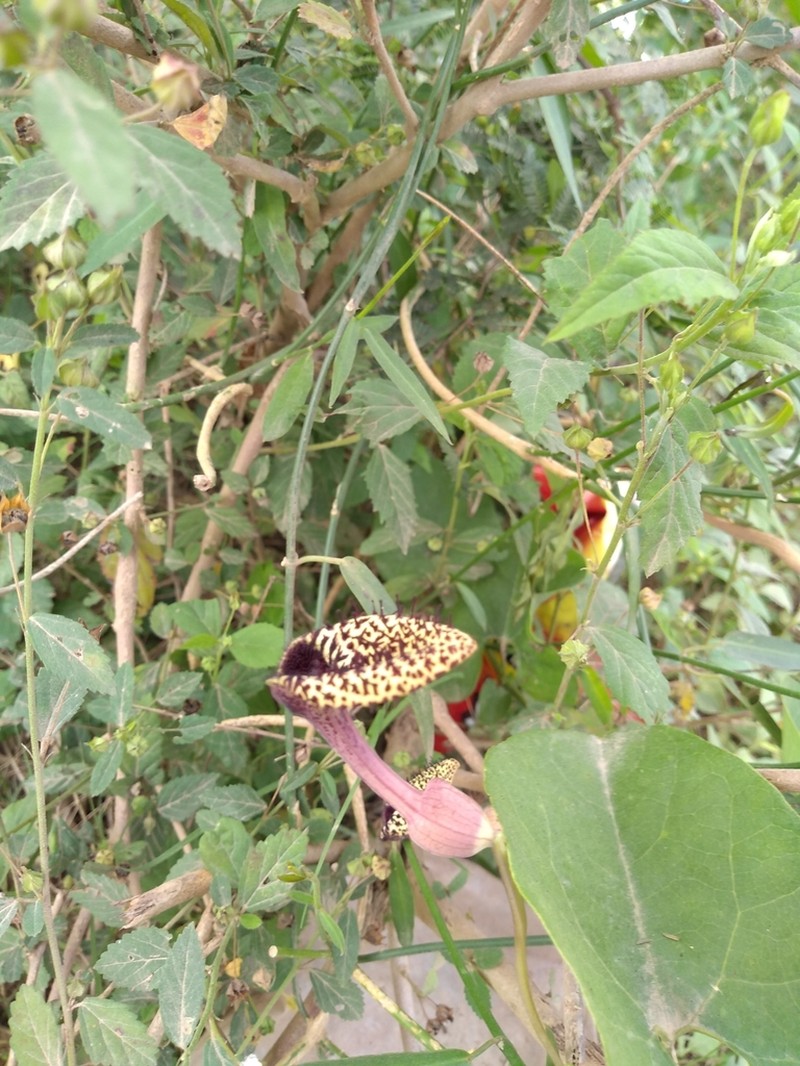 Aristolochia taliscana