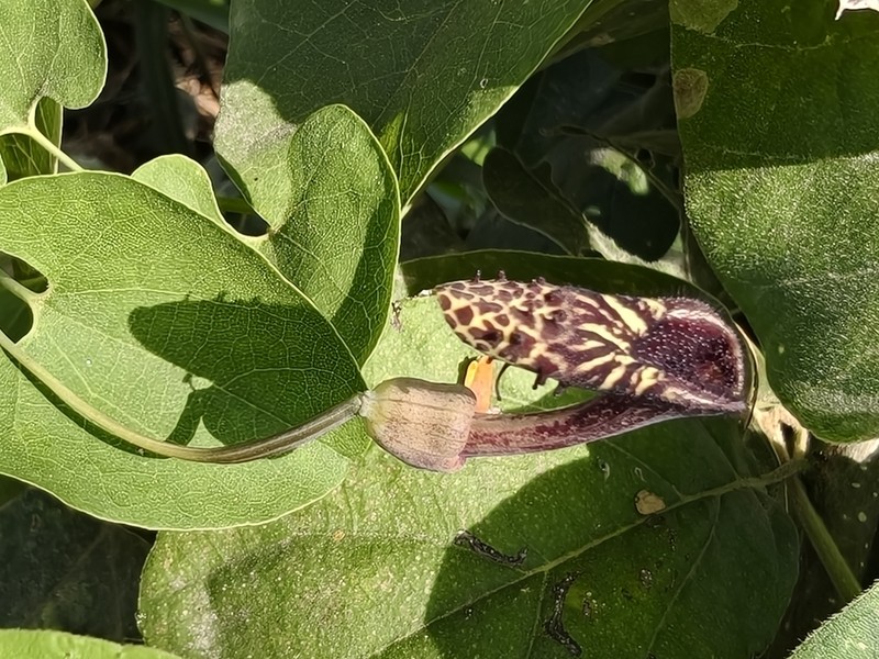 Aristolochia taliscana photo 2