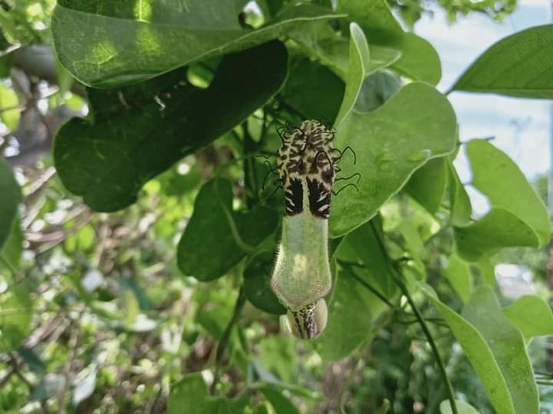 Aristolochia taliscana photo 3