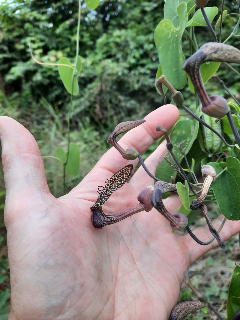 Aristolochia taliscana photo 4