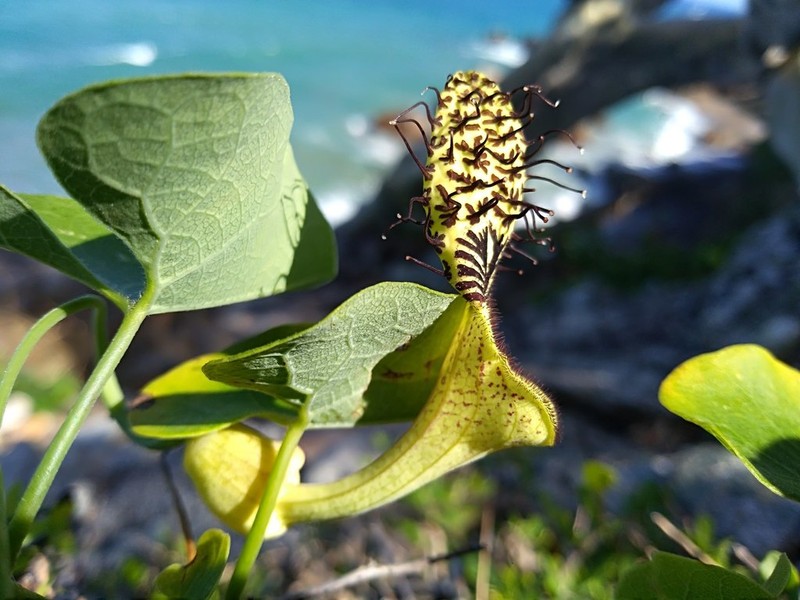 Aristolochia taliscana photo 5