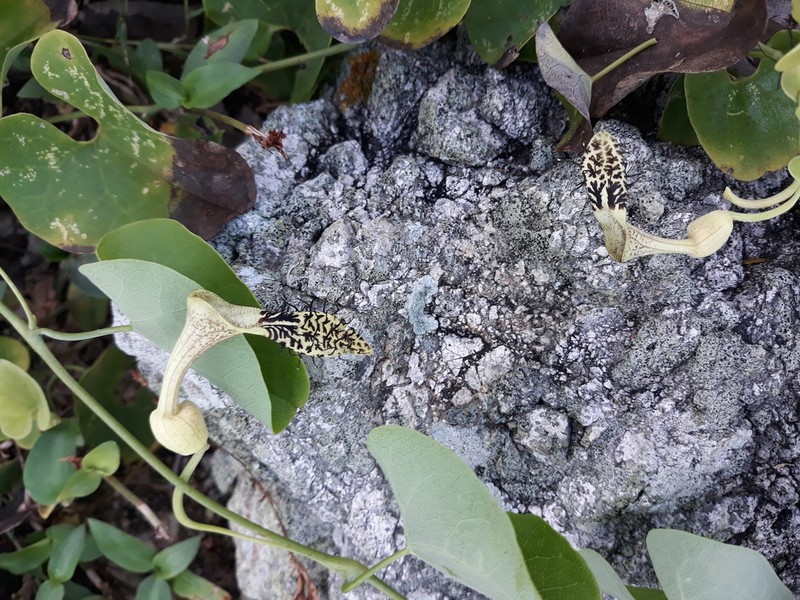Aristolochia taliscana photo 6