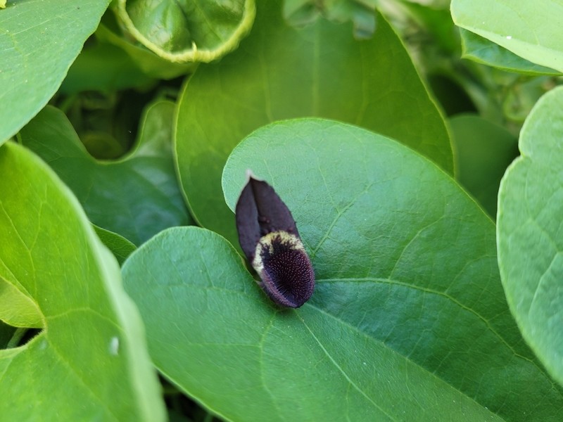 Aristolochia taliscana photo 7