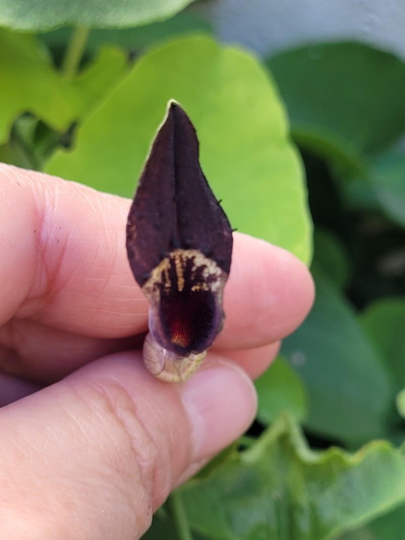 Aristolochia taliscana photo 8