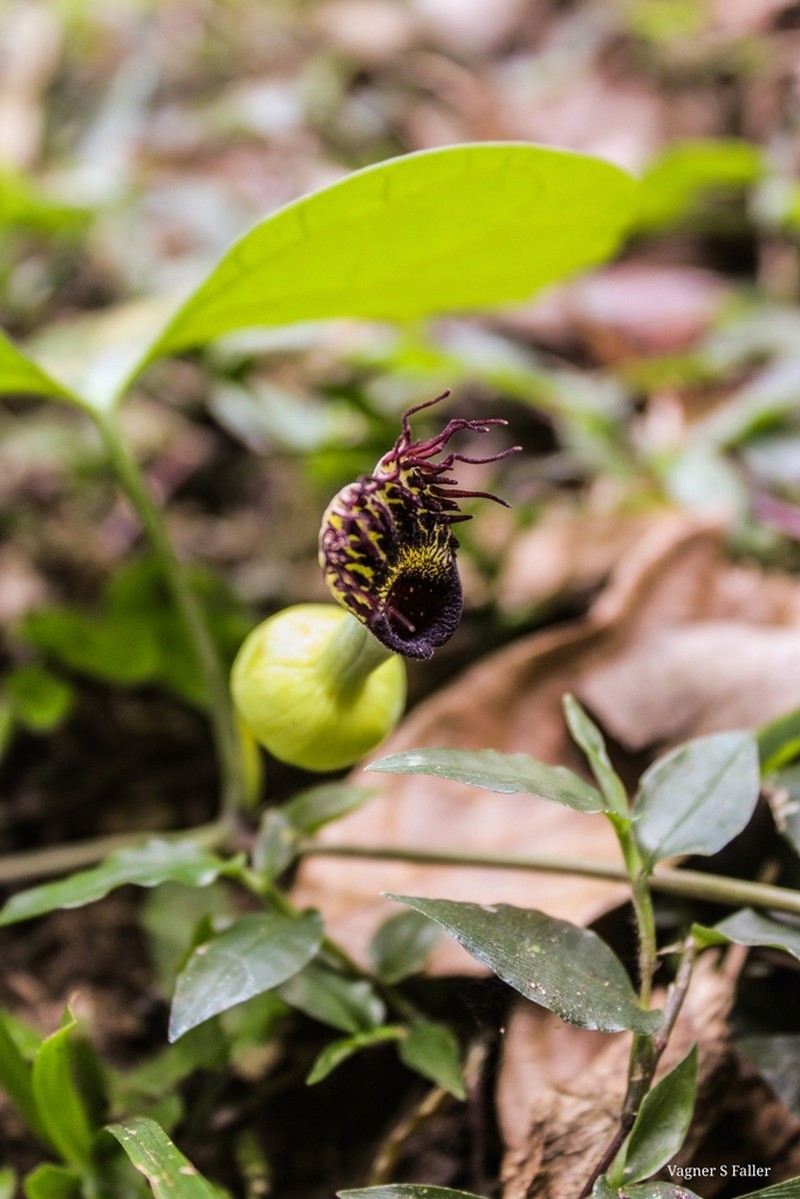 Aristolochia tamnifolia