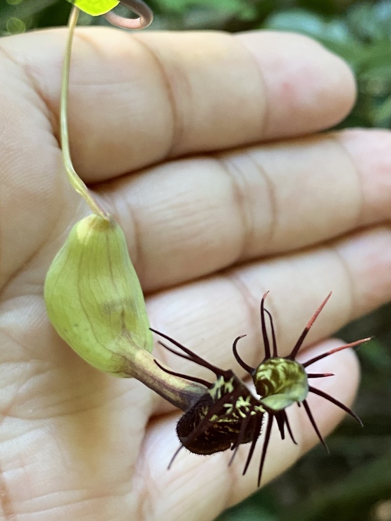 Aristolochia tamnifolia photo 2