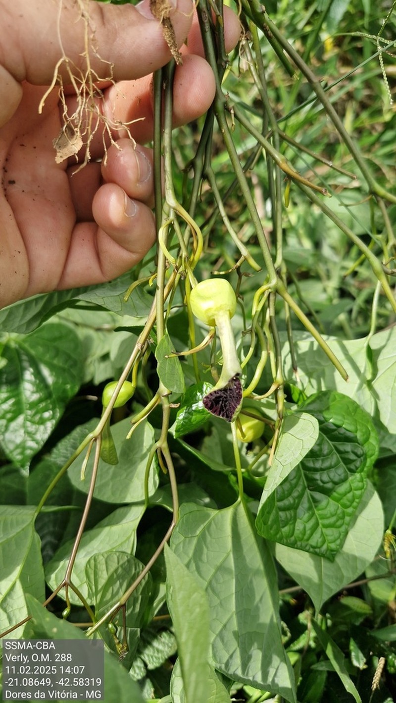 Aristolochia tamnifolia photo 3