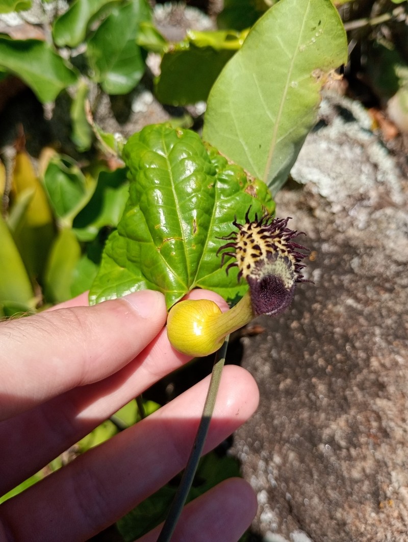 Aristolochia tamnifolia photo 4