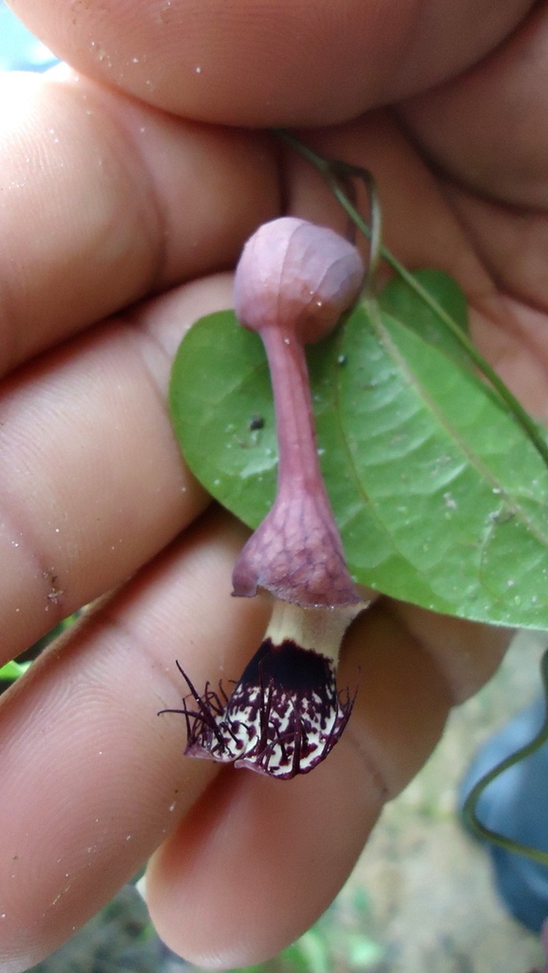 Aristolochia tamnifolia photo 6