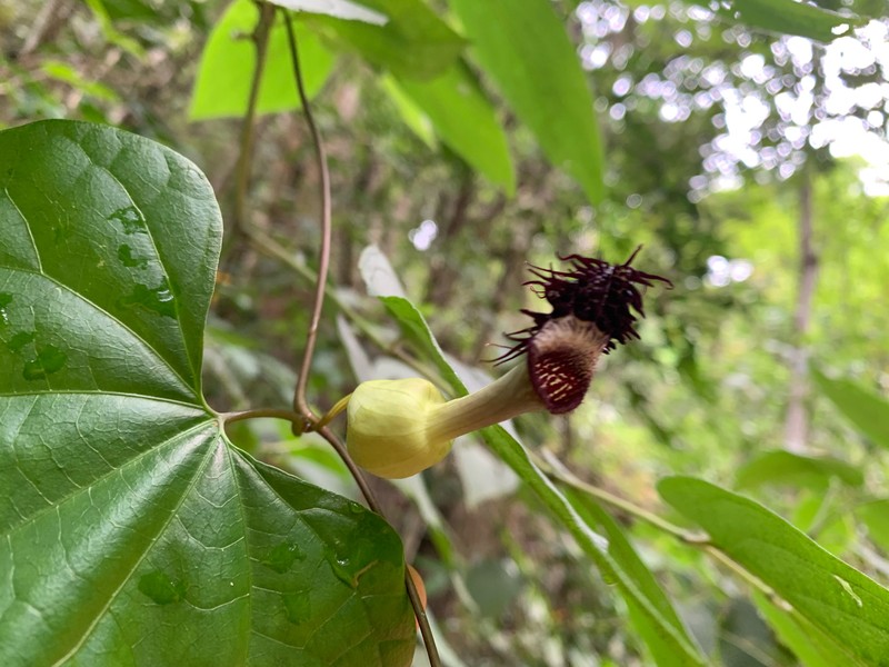 Aristolochia tamnifolia photo 7