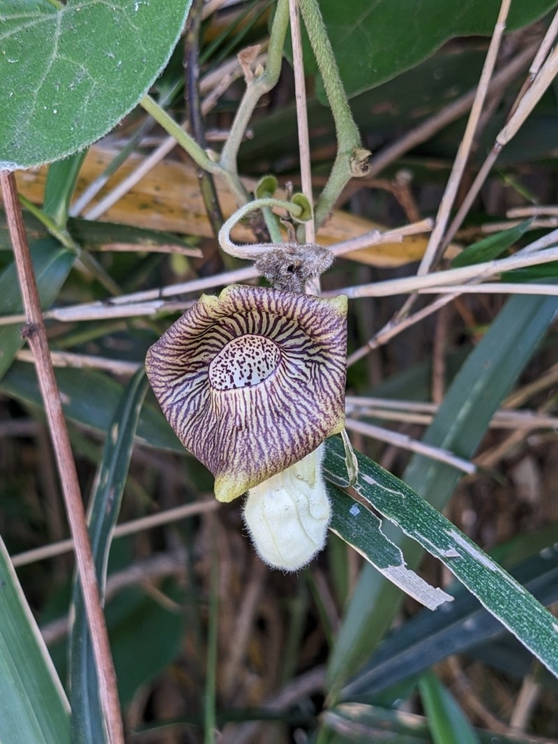 Aristolochia tanzawana