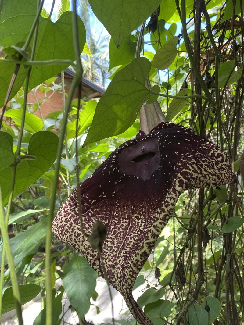 Aristolochia tapilulensis photo 2