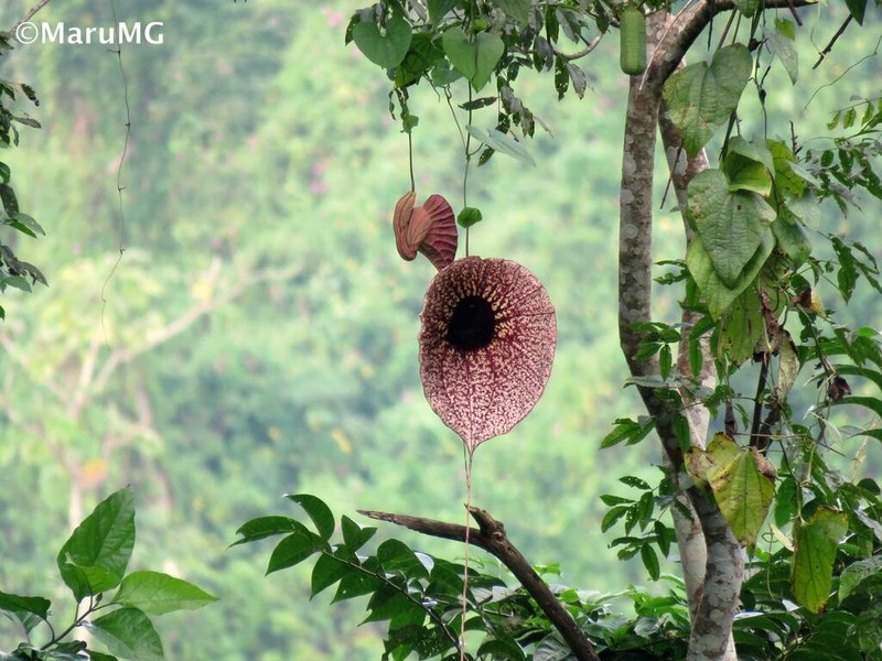 Aristolochia tapilulensis photo 4