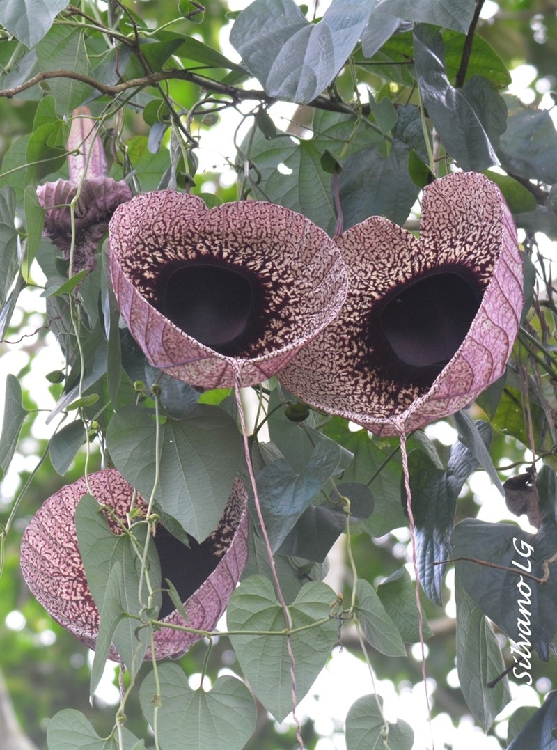 Aristolochia tapilulensis photo 5