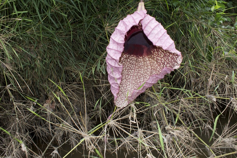Aristolochia tapilulensis photo 6