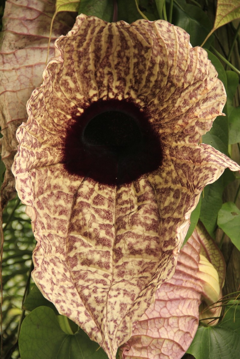 Aristolochia tapilulensis photo 7