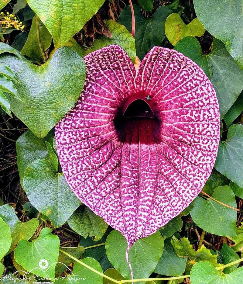 Aristolochia tapilulensis photo 8