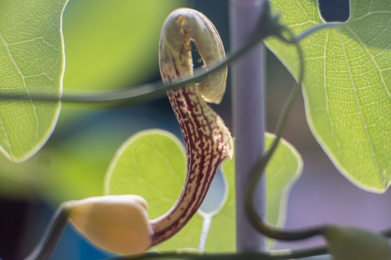Aristolochia tentaculata