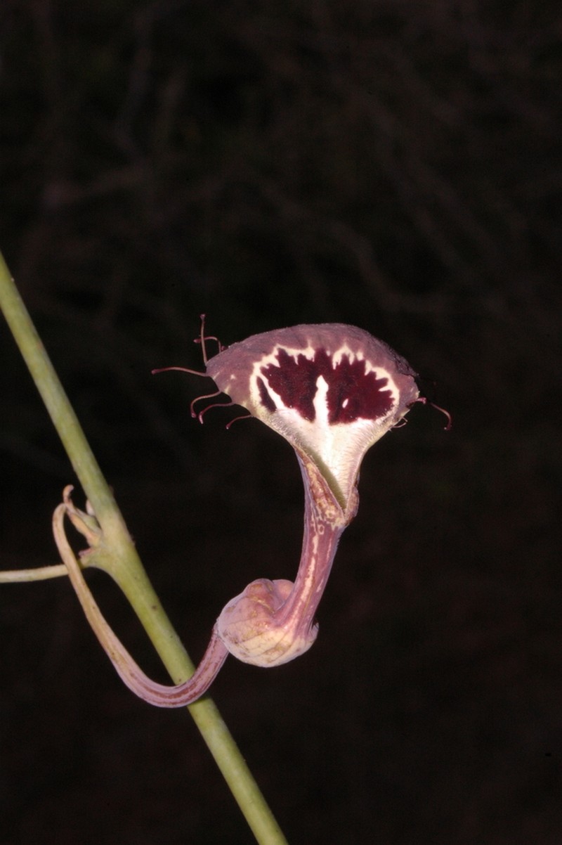 Aristolochia tentaculata photo 2