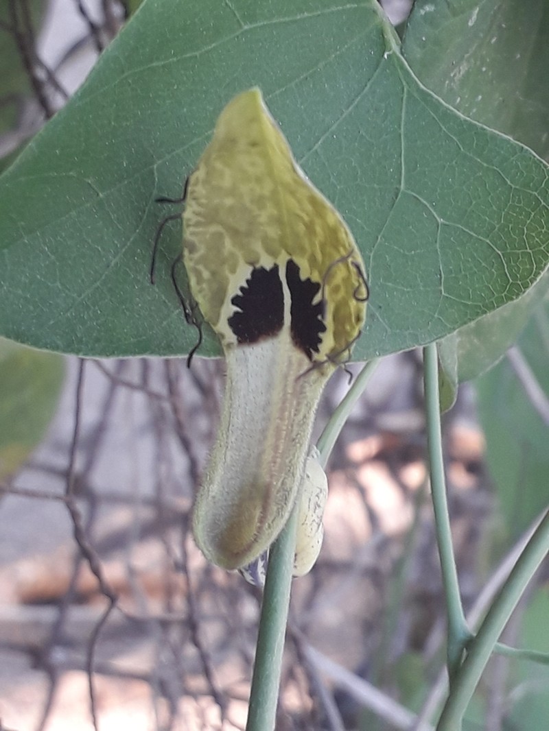 Aristolochia tentaculata photo 3