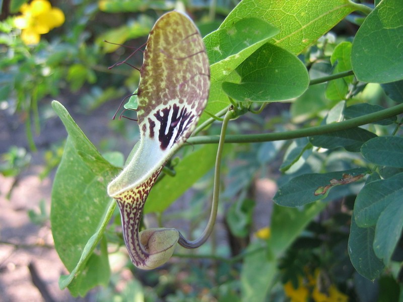 Aristolochia tentaculata photo 4