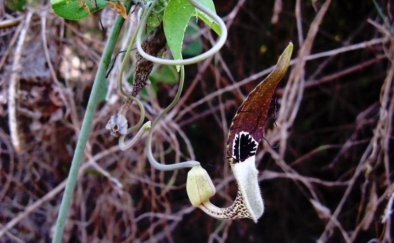 Aristolochia tentaculata photo 5