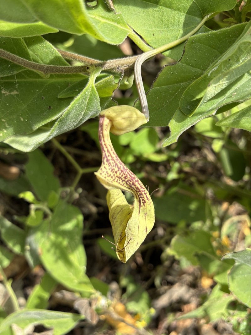 Aristolochia tentaculata photo 6