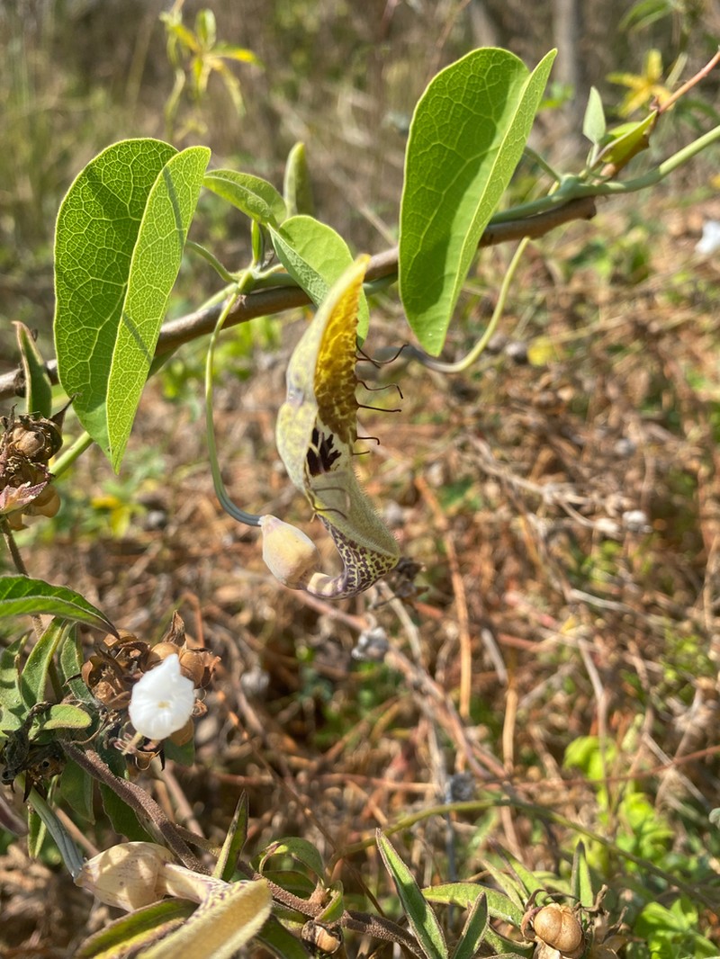 Aristolochia tentaculata photo 7