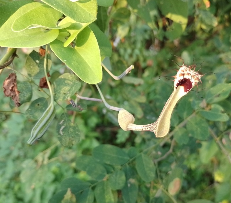 Aristolochia tentaculata photo 8