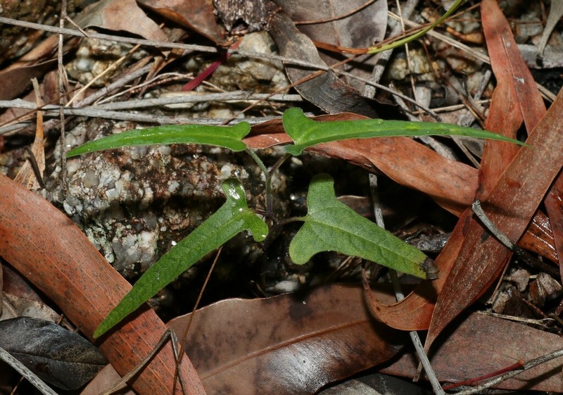 Aristolochia thozetii photo 2