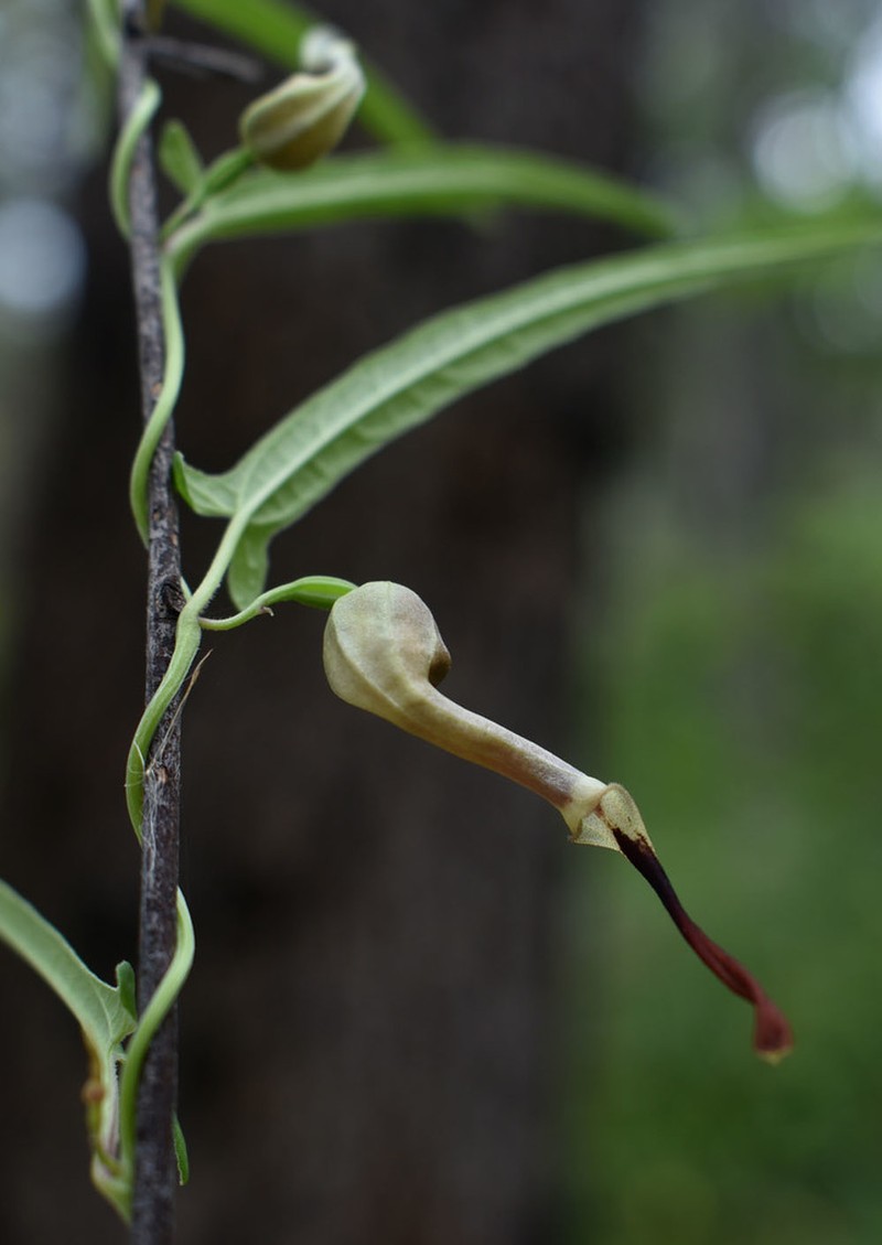 Aristolochia thozetii photo 4