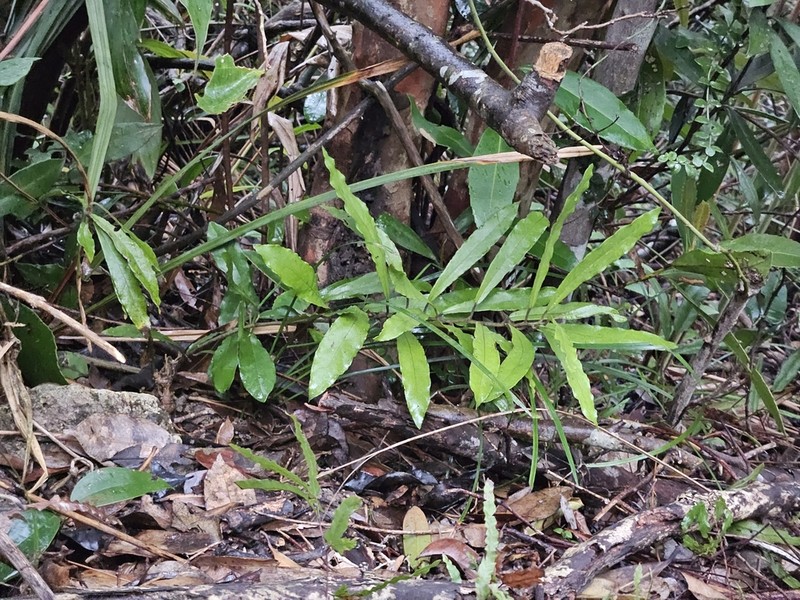 Aristolochia thwaitesii photo 2