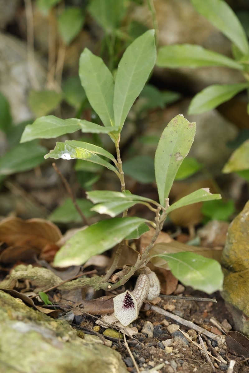 Aristolochia thwaitesii photo 3