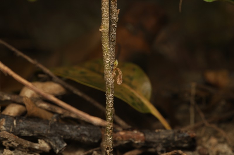Aristolochia thwaitesii photo 4