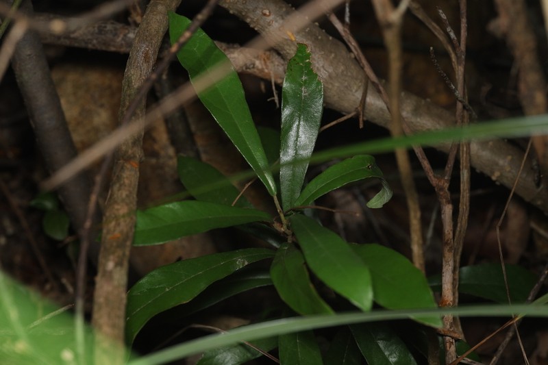 Aristolochia thwaitesii photo 5