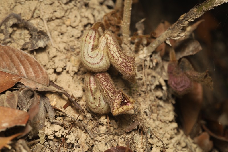 Aristolochia thwaitesii photo 6