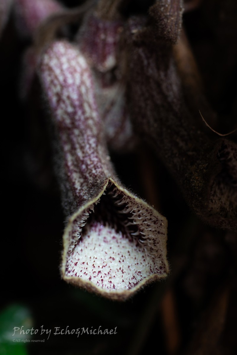Aristolochia thwaitesii photo 8