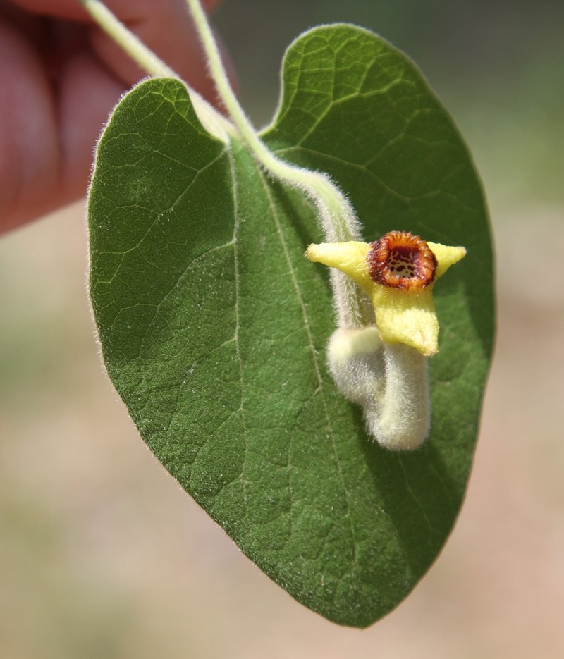 Woolly Dutchman's Pipe photo 3