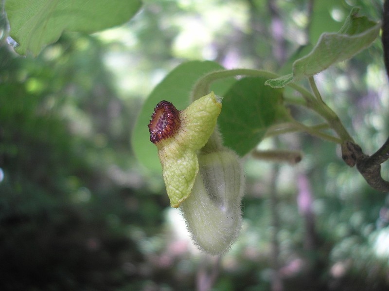 Woolly Dutchman's Pipe photo 4