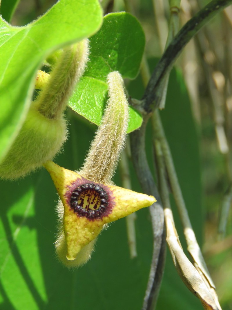 Woolly Dutchman's Pipe photo 6