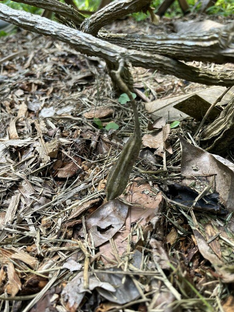 Aristolochia tongbiguanensis