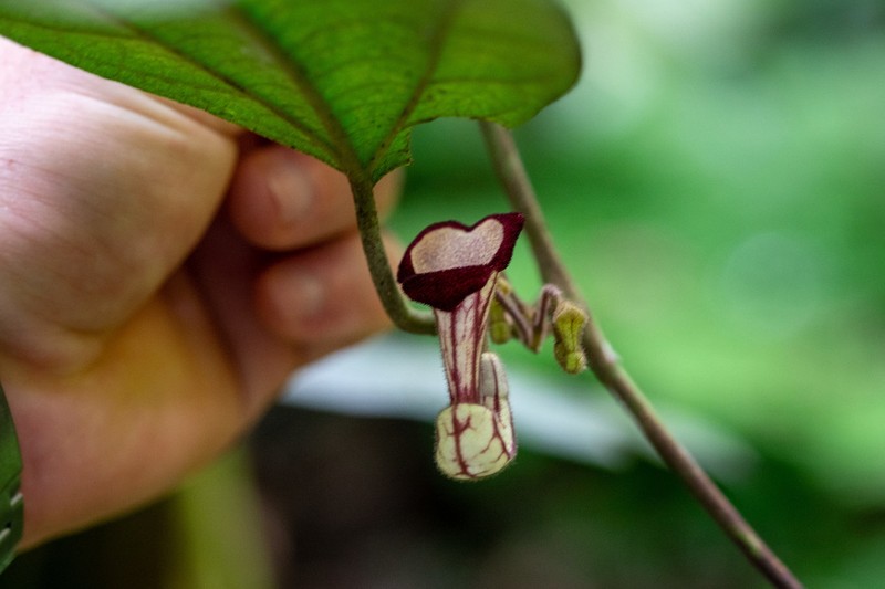 Aristolochia tonkinensis
