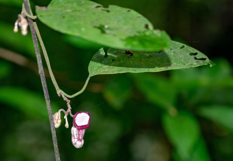 Aristolochia tonkinensis photo 3