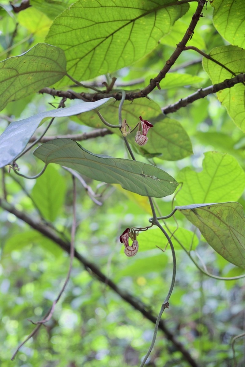 Aristolochia tonkinensis photo 4