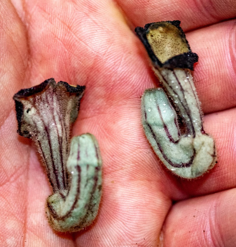 Aristolochia tonkinensis photo 5