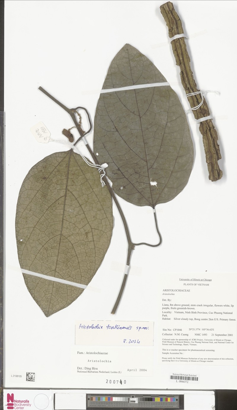 Aristolochia tonkinensis