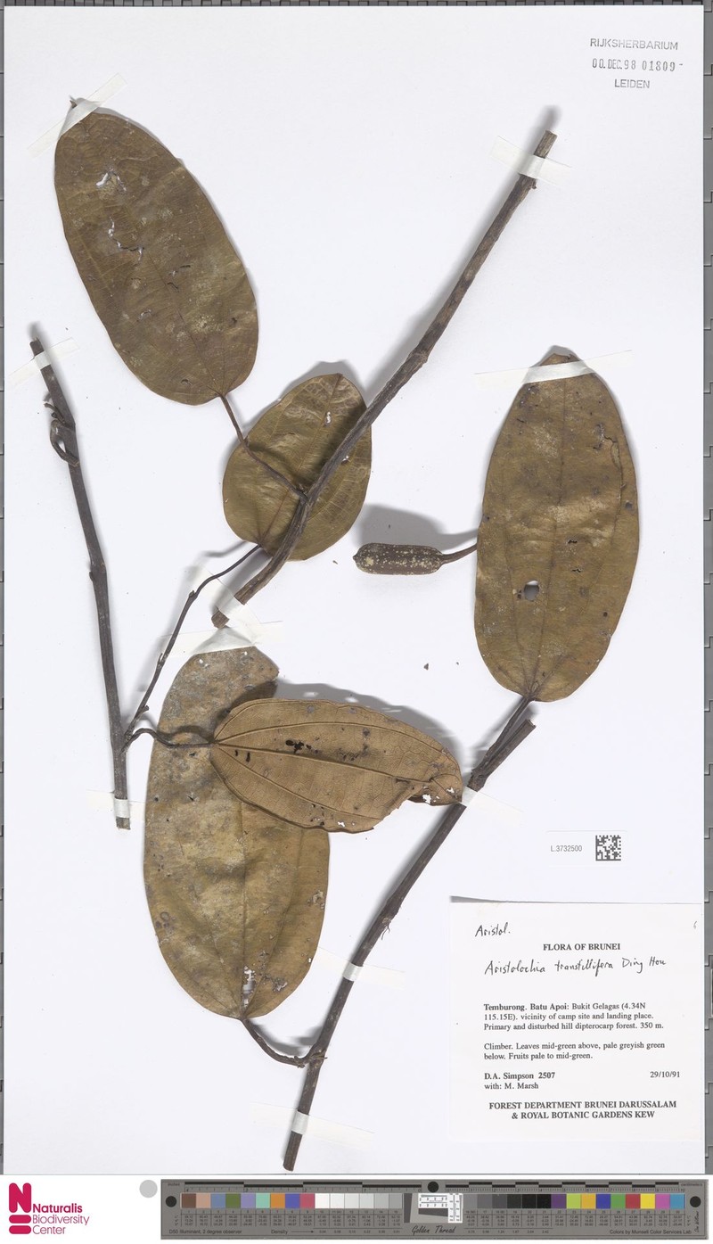Aristolochia transtillifera
