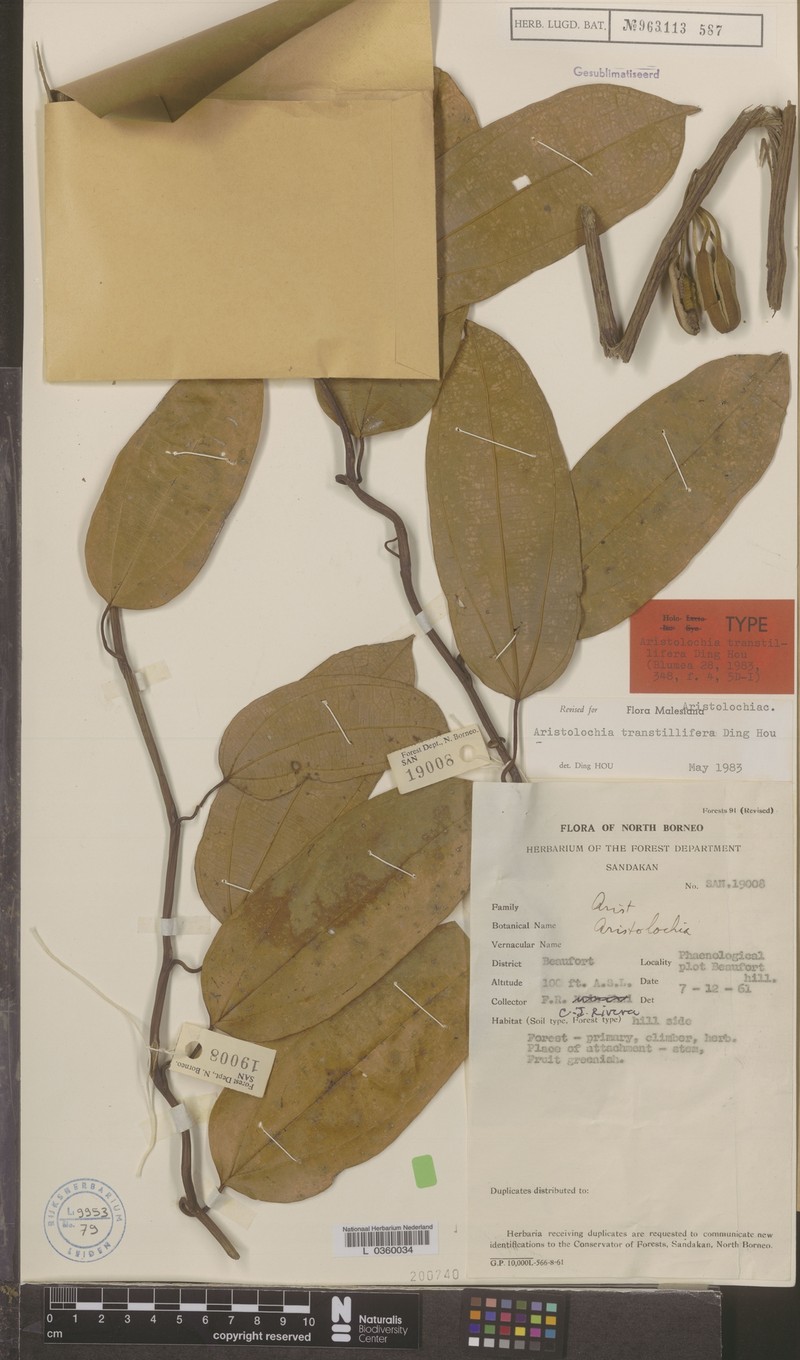 Aristolochia transtillifera photo 2